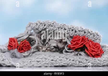 Britisch Kurzhaar Kätzchen Stockfoto