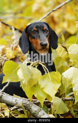 junger Dackel Stockfoto