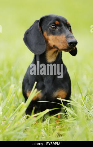 junger Dackel Stockfoto