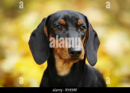 junger Dackel Stockfoto