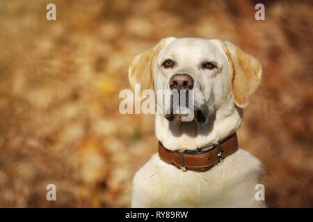 Labrador Retriever Porträt Stockfoto