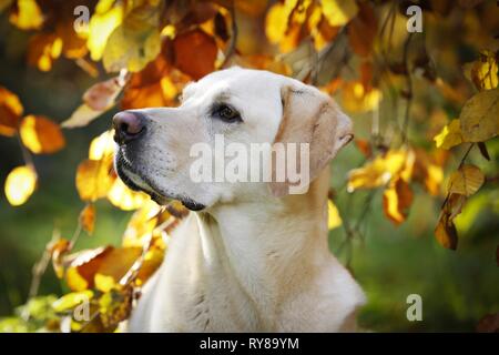 Labrador Retriever Porträt Stockfoto