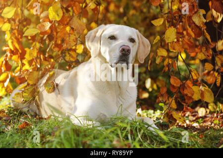 Labrador Retriever liegend Stockfoto