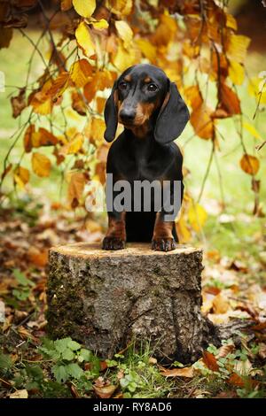 Dackel Stockfoto