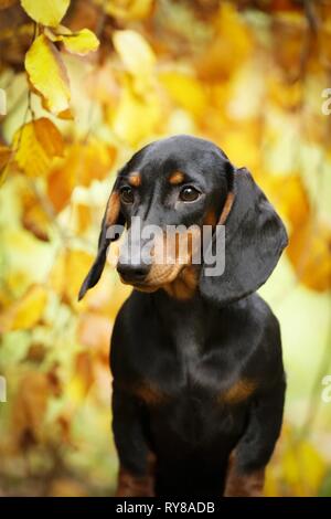 Dackel-Portrait Stockfoto