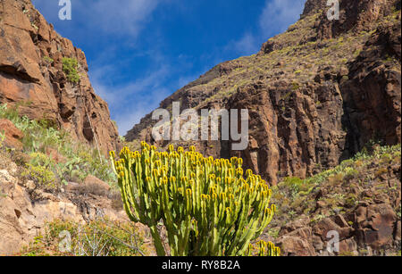 Gran Canaria, Februar, Landschaft rund um Temisas Weiler in Agüimes Gemeinde Stockfoto