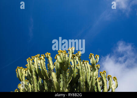 Hintergrund mit kandelaber Baum, Euphorbia ingens, gegen den blauen Himmel Stockfoto