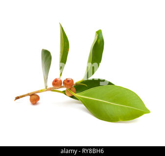 Kleine Zweig von Ficus microcarpa, auf weißem Hintergrund Stockfoto