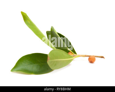 Kleine Zweig von Ficus microcarpa, auf weißem Hintergrund Stockfoto