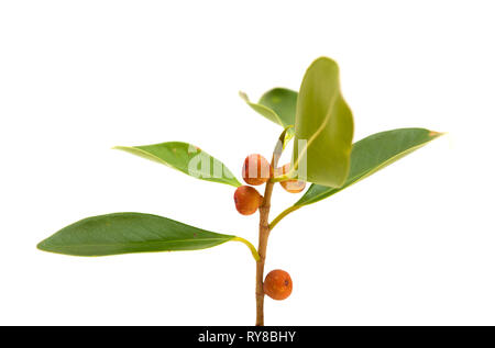Kleine Zweig von Ficus microcarpa, auf weißem Hintergrund Stockfoto