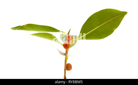 Kleine Zweig von Ficus microcarpa, auf weißem Hintergrund Stockfoto
