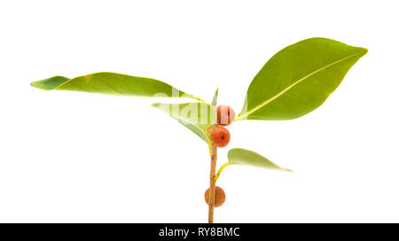 Kleine Zweig von Ficus microcarpa, auf weißem Hintergrund Stockfoto