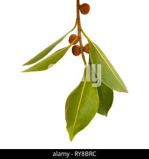 Kleine Zweig von Ficus microcarpa, auf weißem Hintergrund Stockfoto