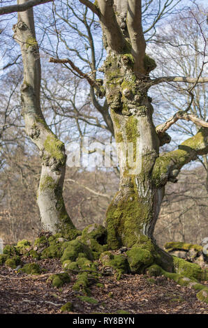 Märchenwald alte Buche - Alter knorriger märchenhafter Winter Hutebaum Halloh Kellerwald alte Buchen... alter Wald. Stockfoto