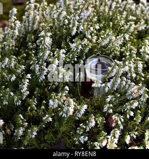 Glas Bio Honig, chic Teelöffel, eingebettet in ein Bett der lebendigen White Heather. Frische, gesunde Güte aus dem Garten. Platz. Stockfoto