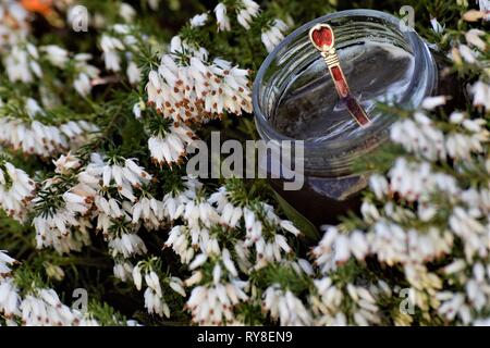 Glas Bio Honig, chic Teelöffel, eingebettet in ein Bett der lebendigen White Heather. Frische, gesunde Güte aus dem Garten. Schließen oben.. Stockfoto