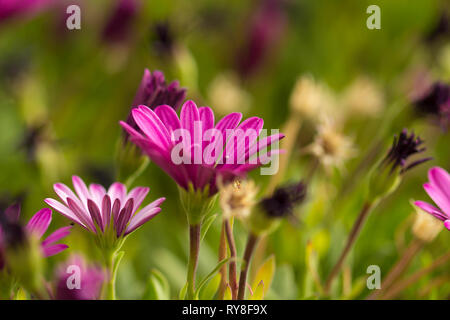 Blühende Osteospermum, Kapkörbchen natürliche floral background Stockfoto