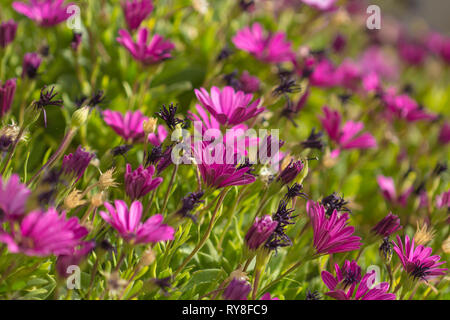 Blühende Osteospermum, Kapkörbchen natürliche floral background Stockfoto