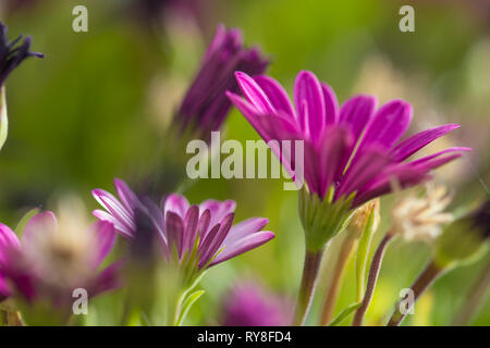 Blühende Osteospermum, Kapkörbchen natürliche floral background Stockfoto