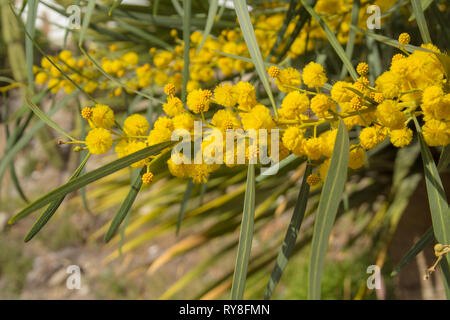 Natürliche Makro Hintergrund mit blauen Blättern wattle, Acacia saligna Stockfoto