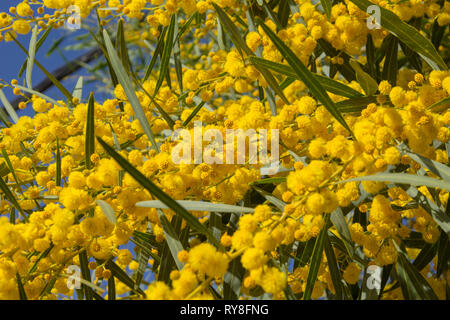 Natürliche Makro Hintergrund mit blauen Blättern wattle, Acacia saligna Stockfoto