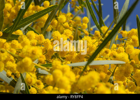 Natürliche Makro Hintergrund mit blauen Blättern wattle, Acacia saligna Stockfoto
