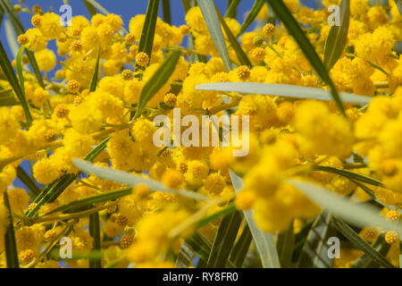 Natürliche Makro Hintergrund mit blauen Blättern wattle, Acacia saligna Stockfoto