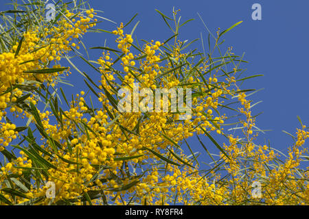 Natürliche Makro Hintergrund mit blauen Blättern wattle, Acacia saligna Stockfoto