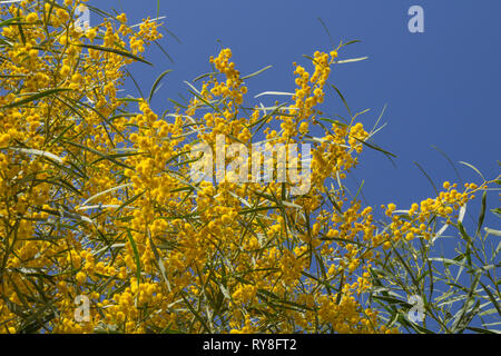 Natürliche Makro Hintergrund mit blauen Blättern wattle, Acacia saligna Stockfoto