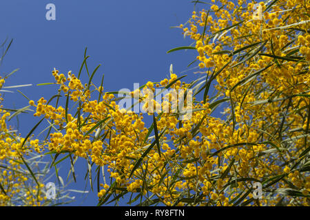 Natürliche Makro Hintergrund mit blauen Blättern wattle, Acacia saligna Stockfoto