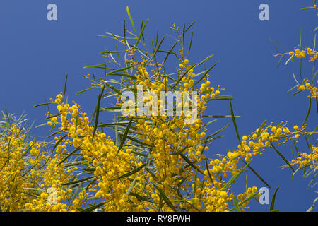 Natürliche Makro Hintergrund mit blauen Blättern wattle, Acacia saligna Stockfoto