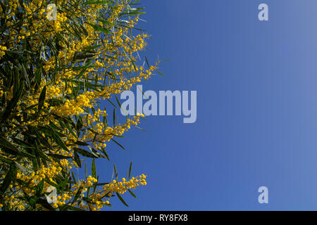 Natürliche Makro Hintergrund mit blauen Blättern wattle, Acacia saligna Stockfoto