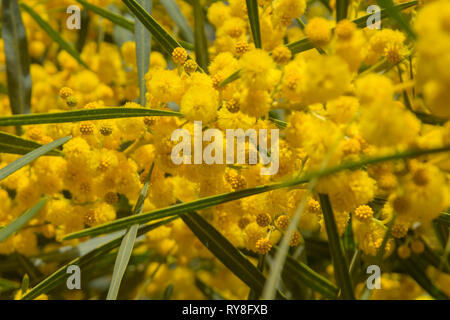 Natürliche Makro Hintergrund mit blauen Blättern wattle, Acacia saligna Stockfoto