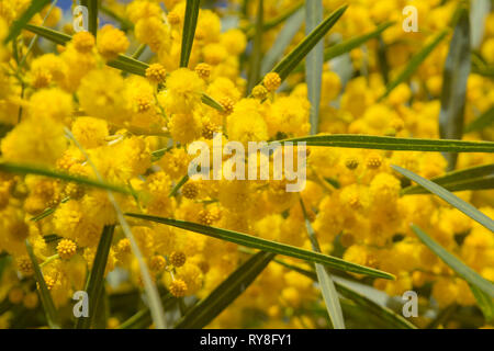 Natürliche Makro Hintergrund mit blauen Blättern wattle, Acacia saligna Stockfoto
