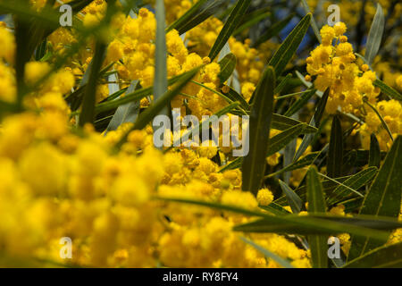 Natürliche Makro Hintergrund mit blauen Blättern wattle, Acacia saligna Stockfoto