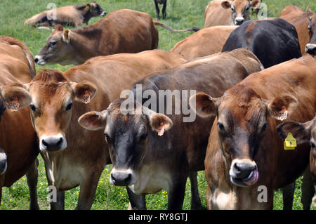 Drei braunen Milchkühe vorne und in der Mitte in einer Herde Stockfoto
