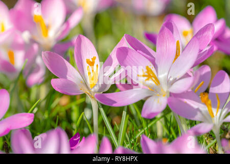 In der Nähe von Rosa Krokusse an einem sonnigen Tag. Blühende Krokusse auf einer Wiese. Blühende Krokusse. Rosa Krokusse im Frühling. Wachsende Frühlingsblumen. Stockfoto