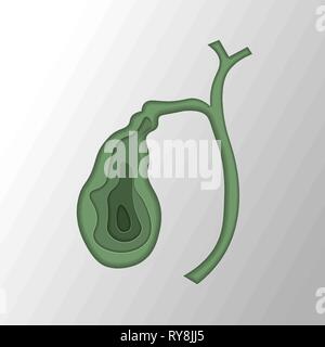 Vektor isoliert Abbildung der Bauchspeicheldrüse Anatomie. Kontur der Bauchspeicheldrüse auf grauem Hintergrund. Medizinische illustration Stock Vektor