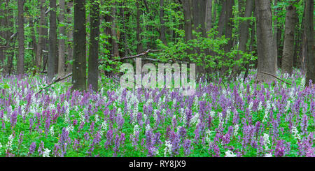 Erste Blumen im Wald. Frühling Landschaft Stockfoto