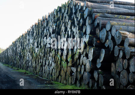 Stapel von nassen Protokolle Stockfoto