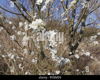 In der Blüte im Wales Weißdorn Stockfoto