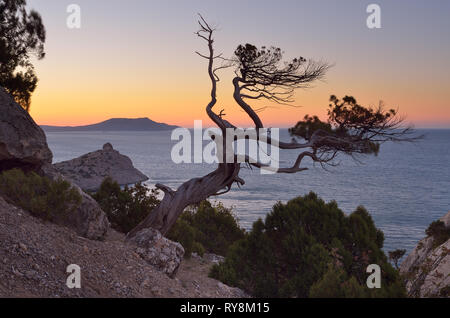 Abend Landschaft mit einem Baum auf einer Klippe. Blick auf das Meer und den Sonnenuntergang Himmel. Krim