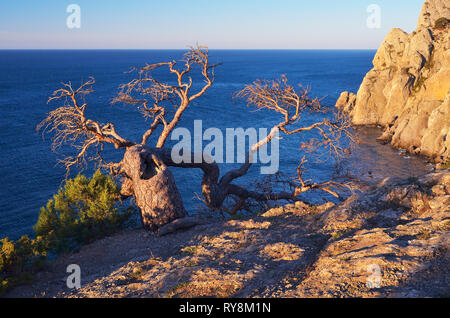 Beispiel für das Überleben in der rauen Bedingungen. Die alten krummen Baum wächst auf dem Felsen. Blick auf das Meer. Sonnigen Abend Stockfoto