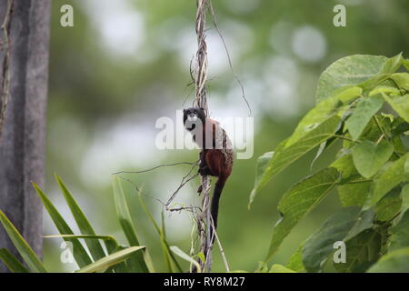 Golden-mantled Tamarin (Saguinus tripartitus) in Ecuador. Stockfoto