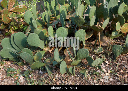 Opuntia Kakteen in ein Blumenbeet Stockfoto