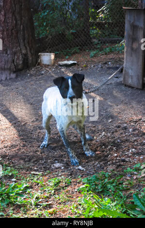 Watchdog auf eine Kette in der Nähe von Doghouse. Stockfoto