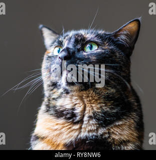 Eine schöne schildpatt Katze starrt aus dem Fenster Stockfoto
