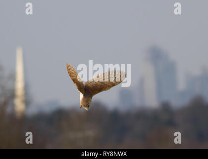 Schleiereule-Jagd Stockfoto