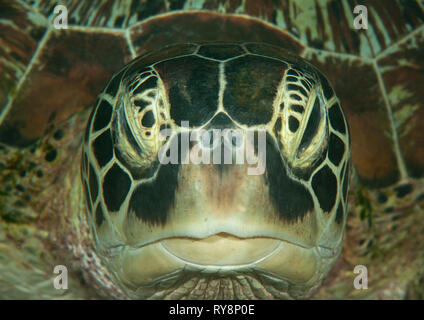 Leiter der eine Grüne Meeresschildkröte (Chelonia mydas), Bali, Indonesien Stockfoto