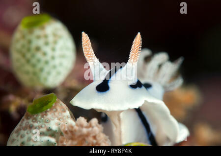 Willan von chromodoris Nacktschnecke (Chromodoris Willani) kriecht auf Korallen von Bali Stockfoto